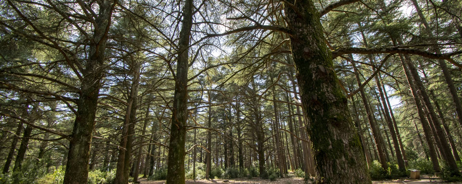 Forêt des Cèdres | Bonnieux | Nature