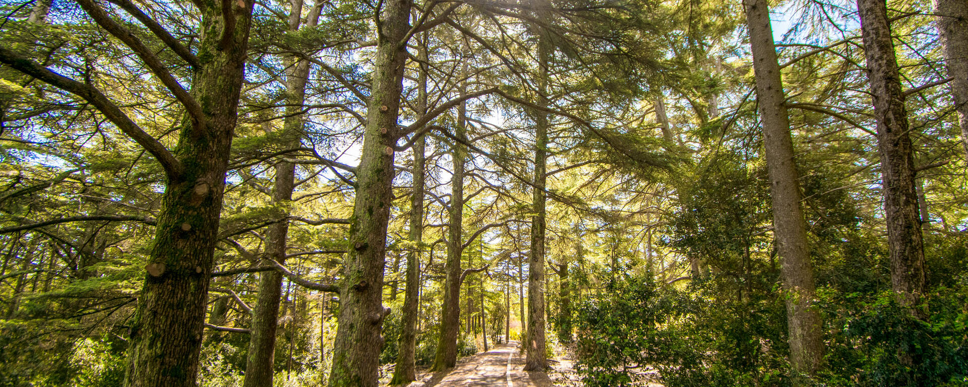 Forêt des Cèdres | Randonnée