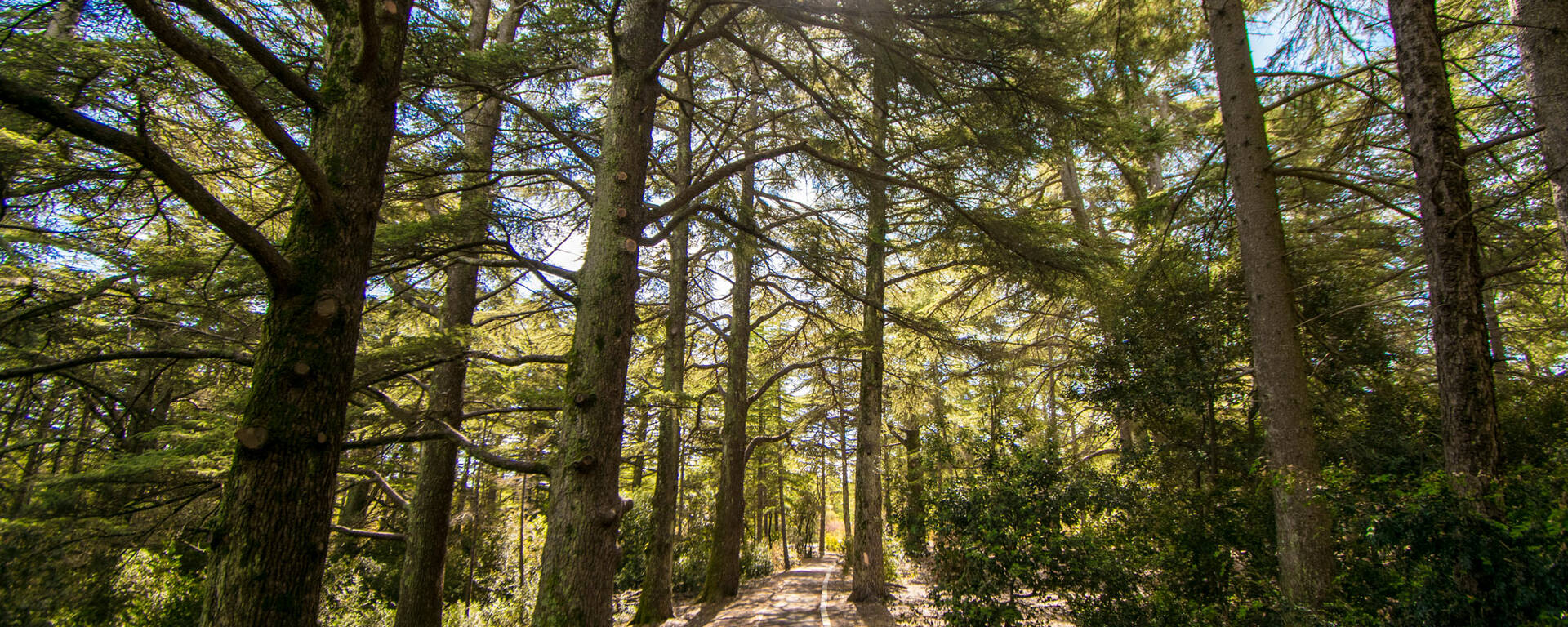 Forêt des Cèdres | Nature | Luberon