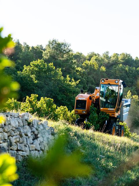 Vendanges | Pays d'Apt Luberon | Raisin