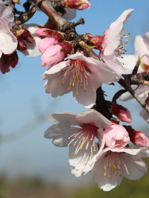 La nature au printemps en Luberon 