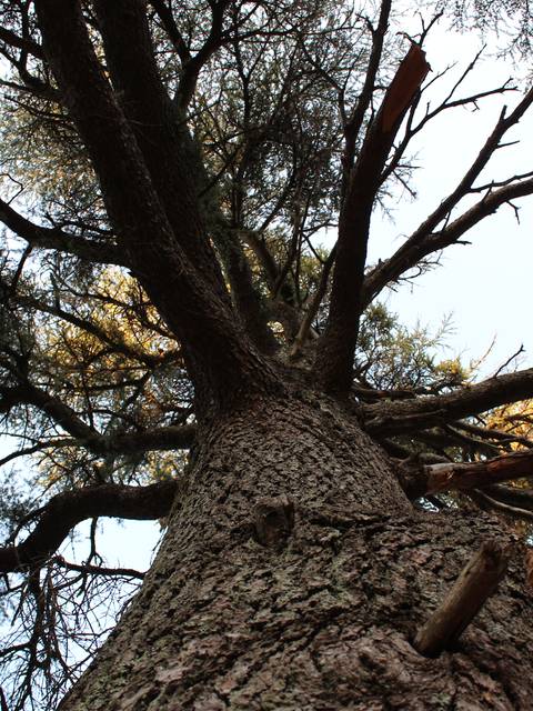 Forêt des Cèdres | Arbre 