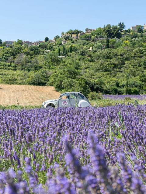 Champs de lavande du Luberon