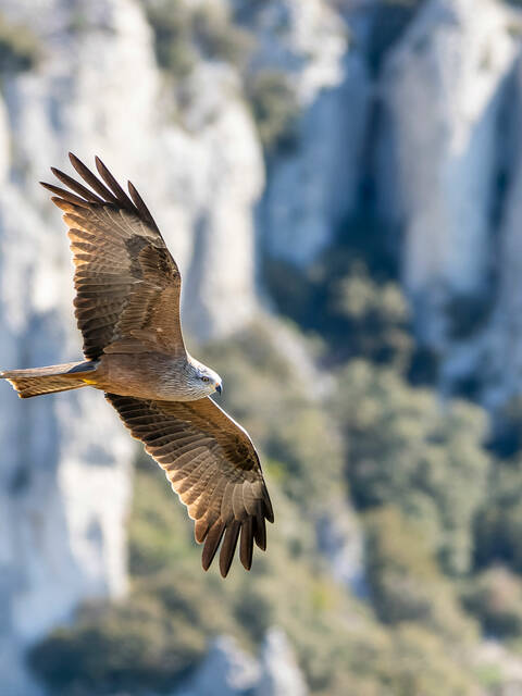 Milan noir | Oiseau | Faune | Luberon