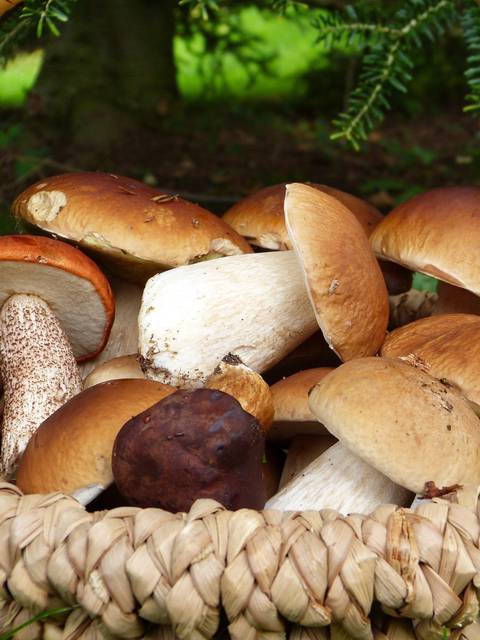 Champignons