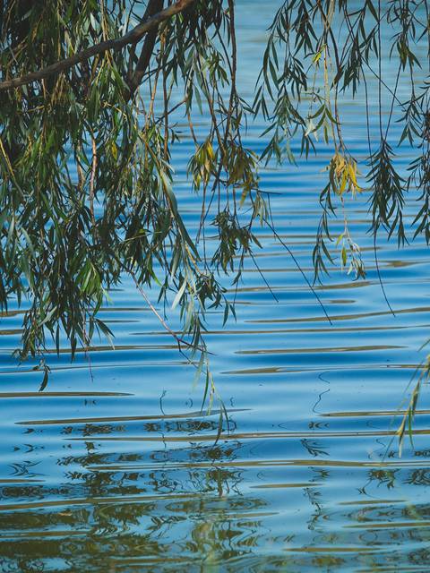 Plan d'eau | Baignade