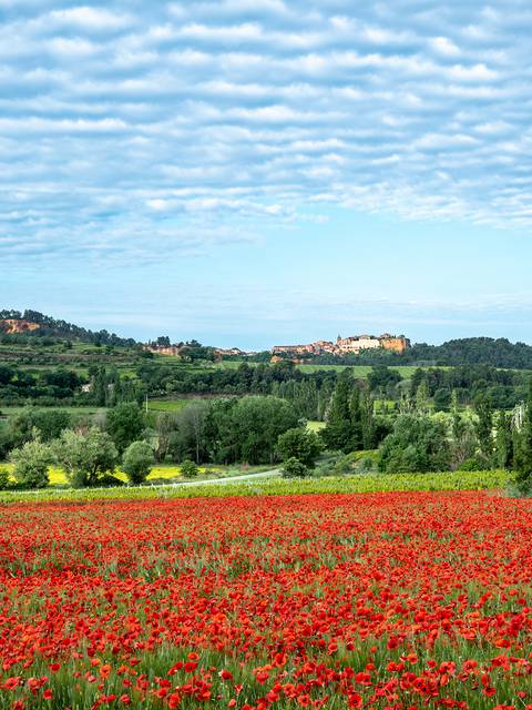 Roussillon| Villages | Coquelicots 