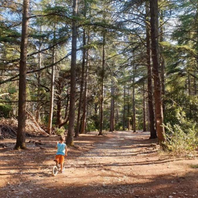 Forêt | Luberon | Enfant | Vélo