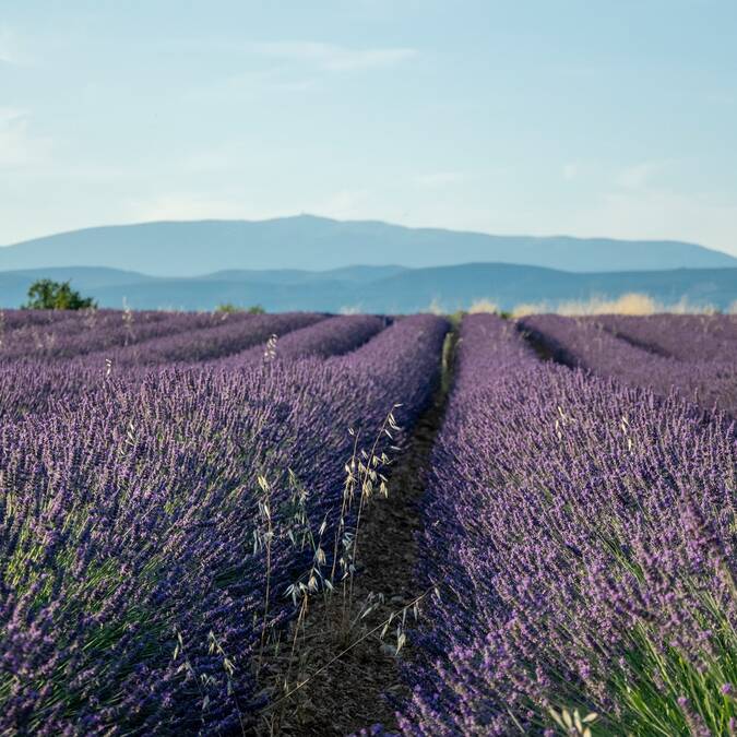 fleur | champ | lavande |vue - montagne