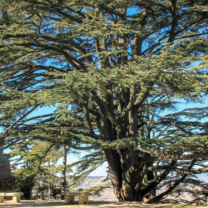 arbre | cèdre | nature