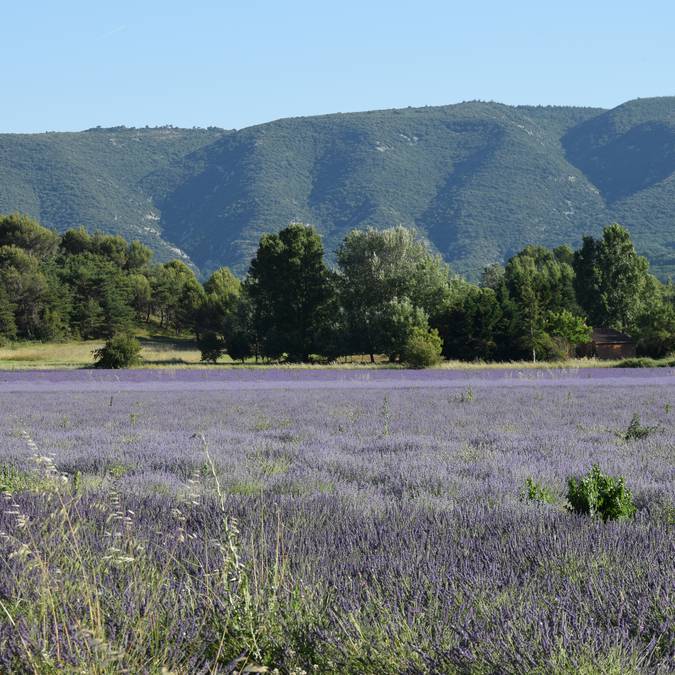 Champ de lavandins | Floraison | Provence | Luberon