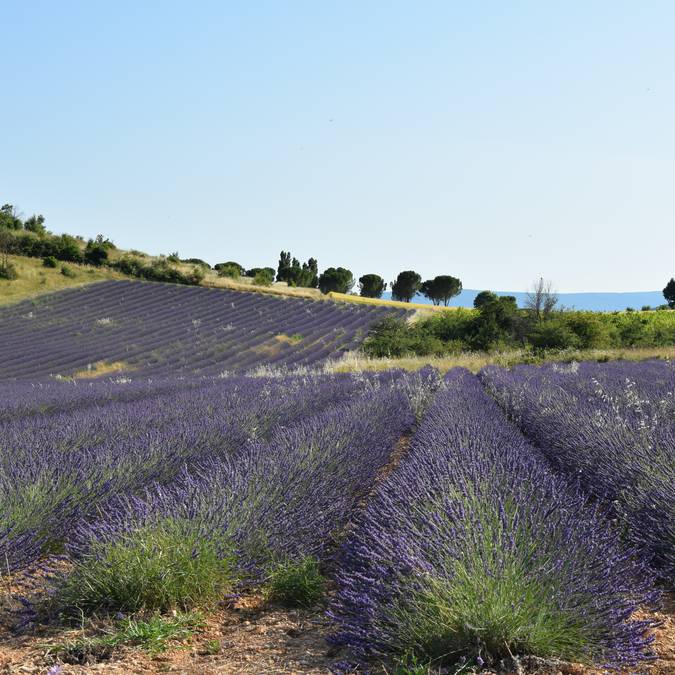 Champ de lavandins | Floraison | Provence | Luberon | Lavandes | Lavenders