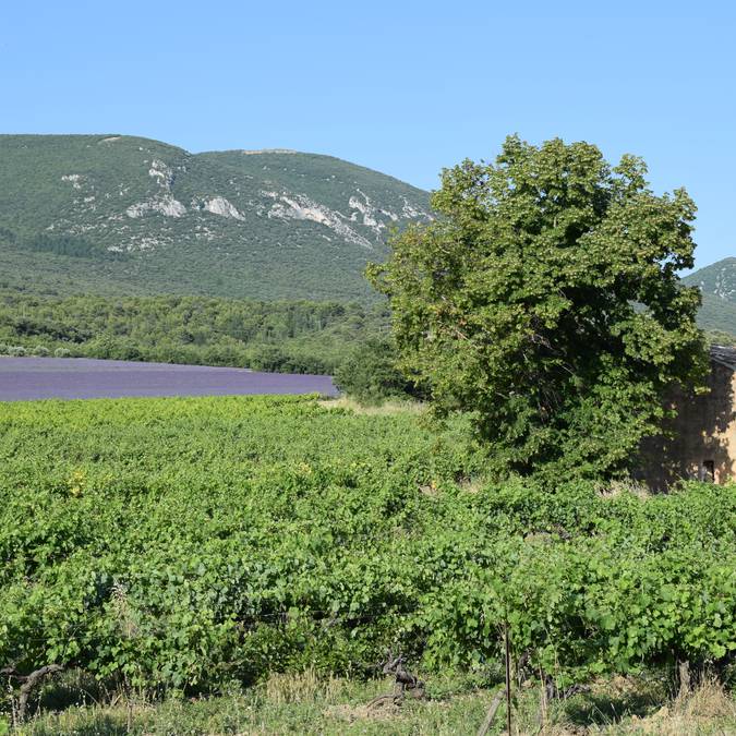 Champ de lavande | Floraison | Provence | Luberon | Paysage