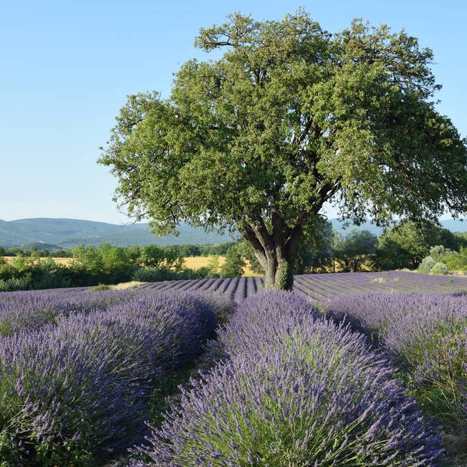 Champ de lavande | Floraison | Provence | Luberon