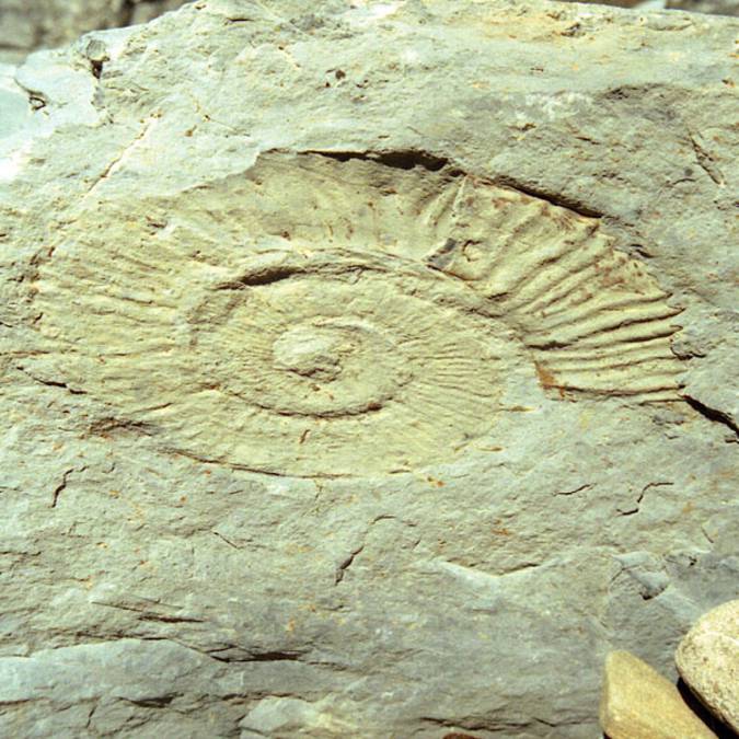 Musée de la géologie 