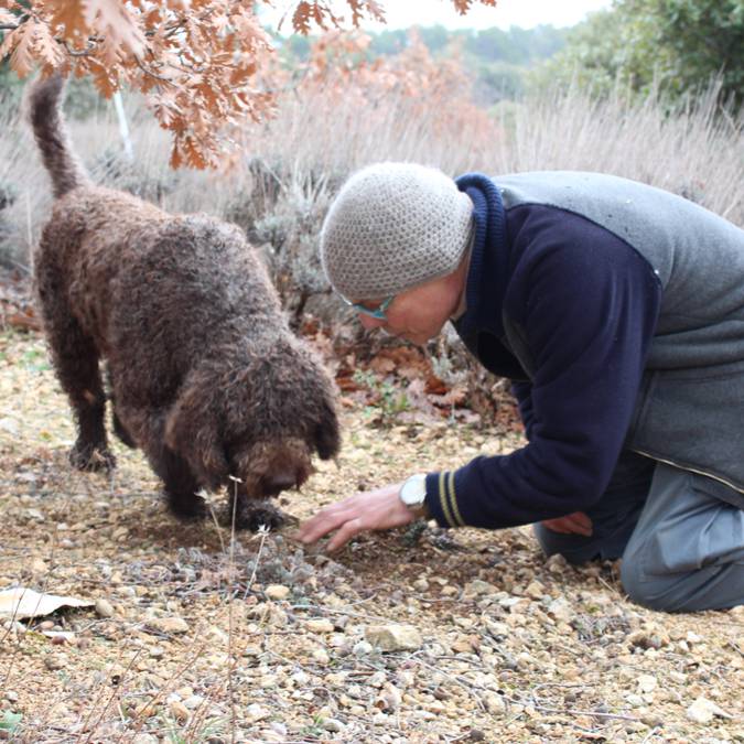 Trufficulture | Truffe du Luberon