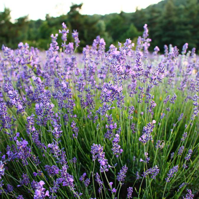 Lavandes | Floraison | Provence | Luberon