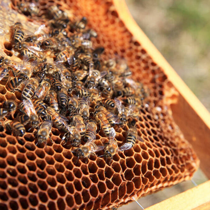 Abeilles | Miel | Luberon