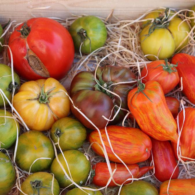 Tomates | Marché Apt |Provençal