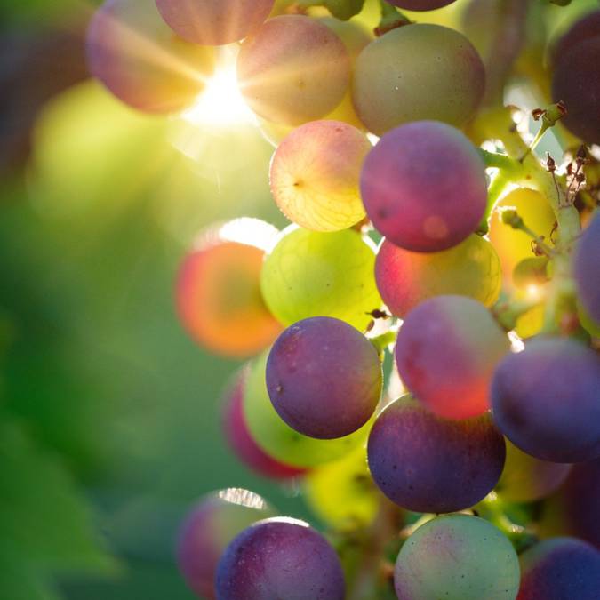 Vigne du Luberon | Raisin | Grappe de raisin