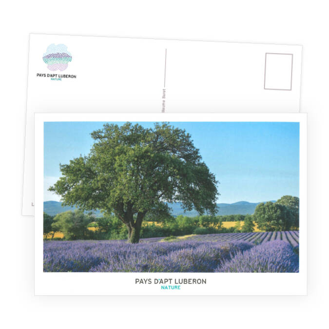 Carte postale paysage de la lavande